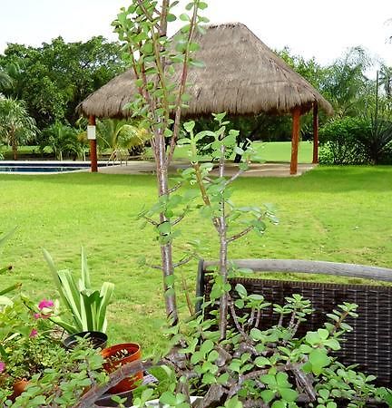 B&B Mom'S House Puerto Aventuras Luaran gambar